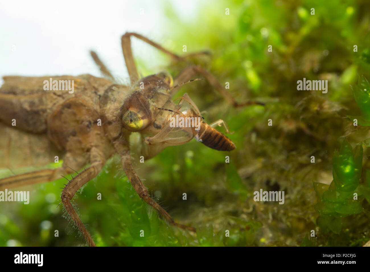Skimmer dragonfly larva Stock Photo Alamy