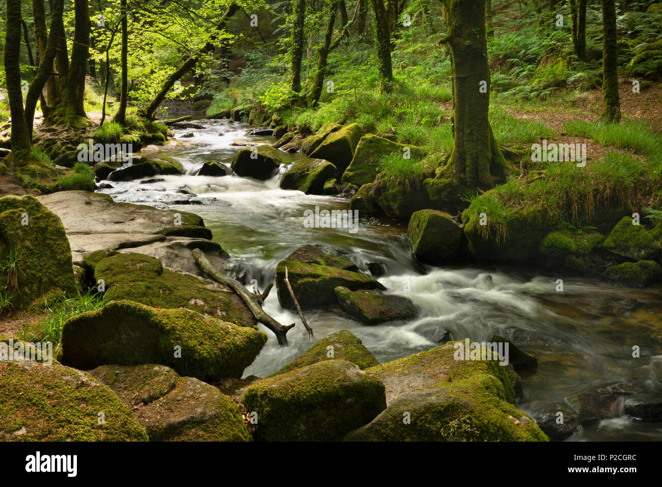 Draynes wood cornwall hires stock photography and images Alamy