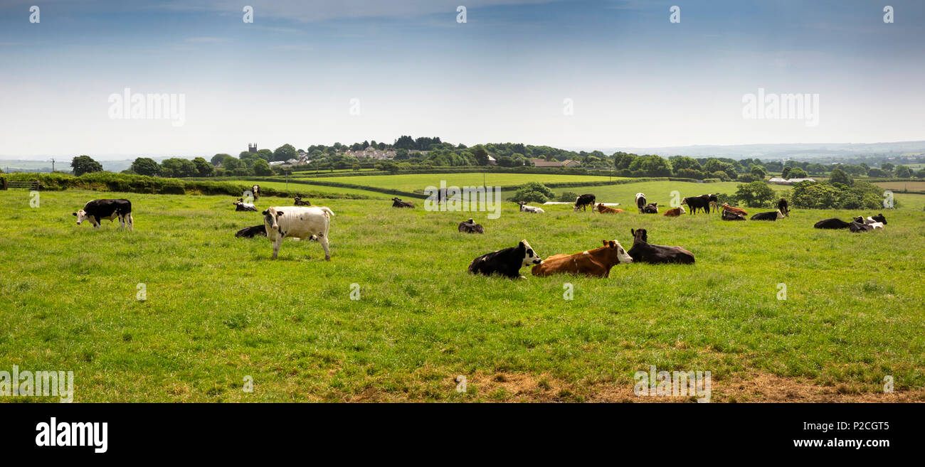 UK, Cornwall, St Cleer, Dairy Farming, cows lying down in field on hot summer day, panoramic Stock Photo