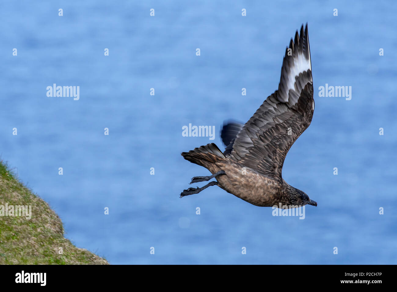 Great skua (Stercorarius skua) in flight nose diving after seabirds from sea cliff top, Hermaness, Unst, Shetland Islands, Scotland, UK Stock Photo