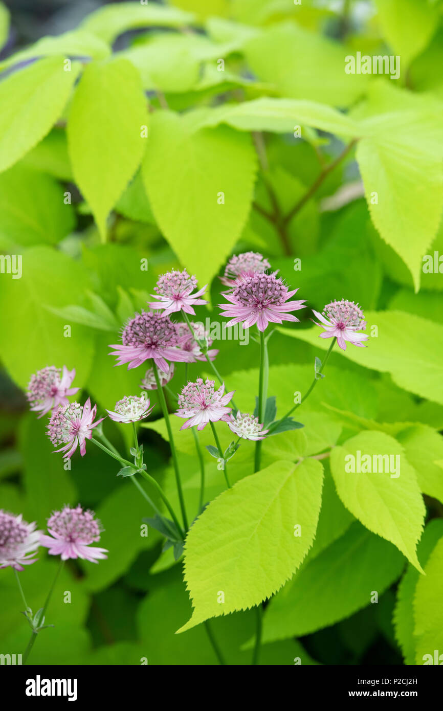 Astrantia 'Roma' flowers with Aralia cordata ‘sun king' foliage in june. UK. Masterwort flowers Stock Photo