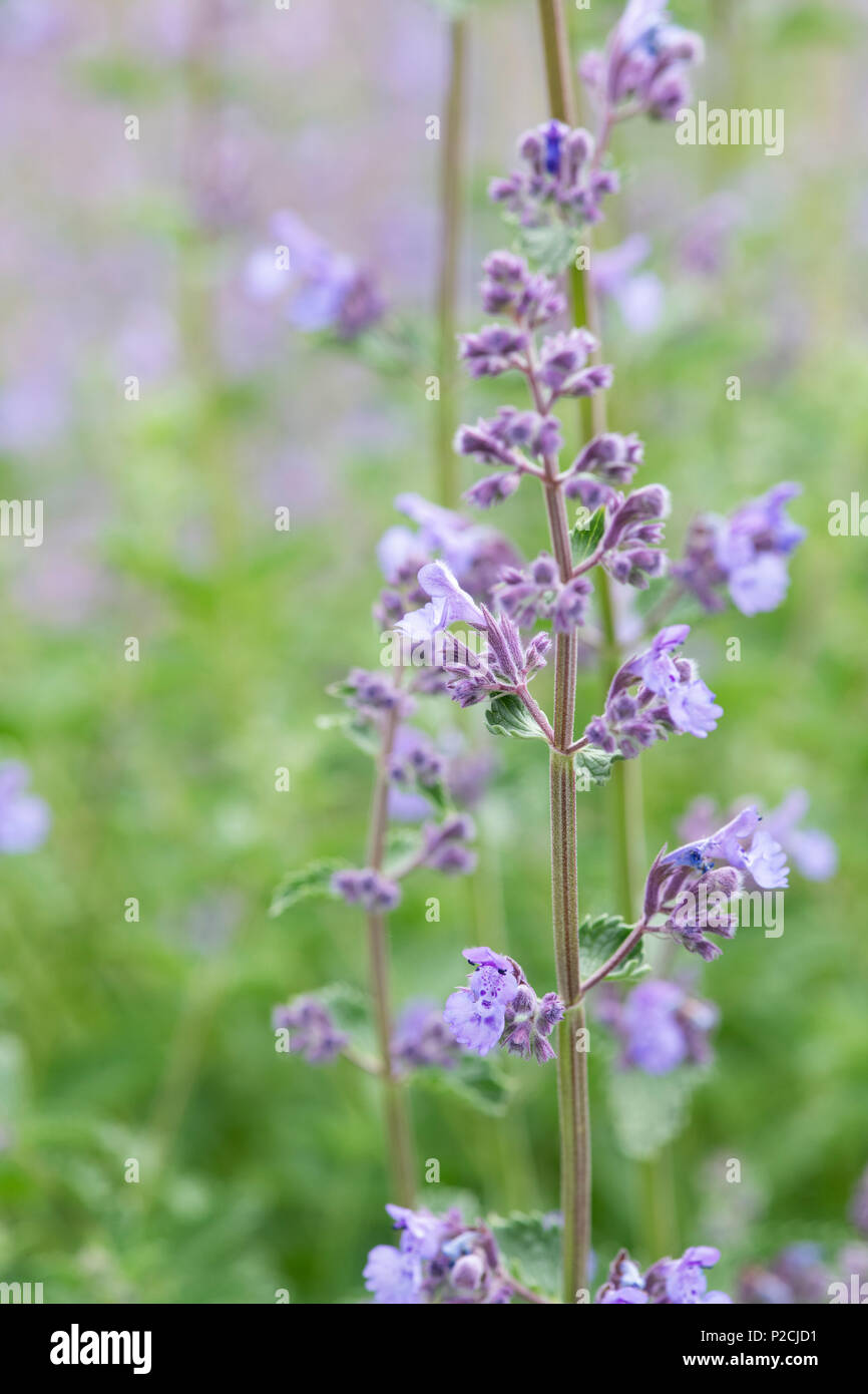 Nepeta racemosa 'walker's low' hires stock photography and images Alamy