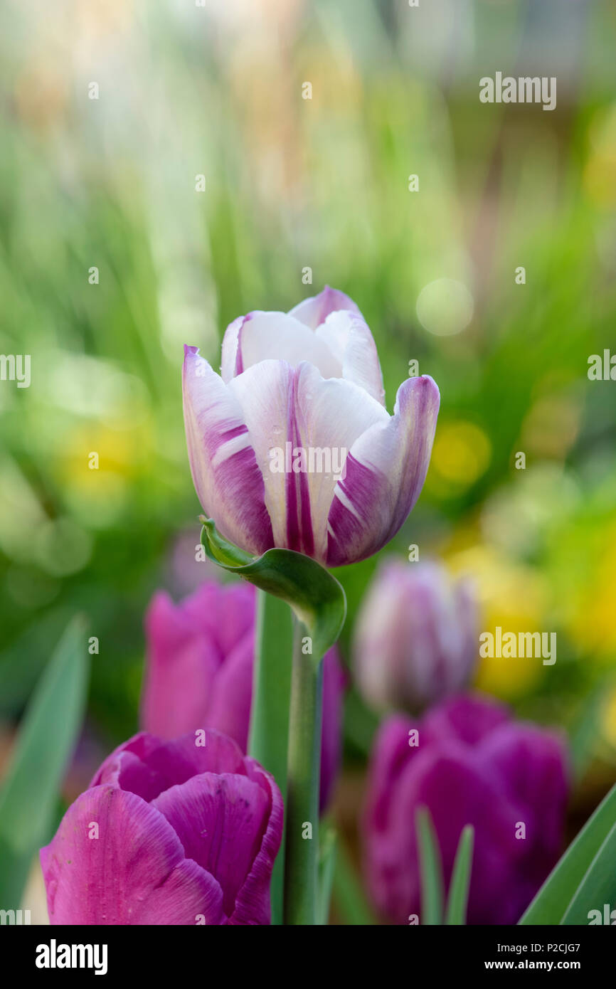 Tulipa ‘Rems favourite’. Tulip ‘Rems favourite’ flowers. UK Stock Photo