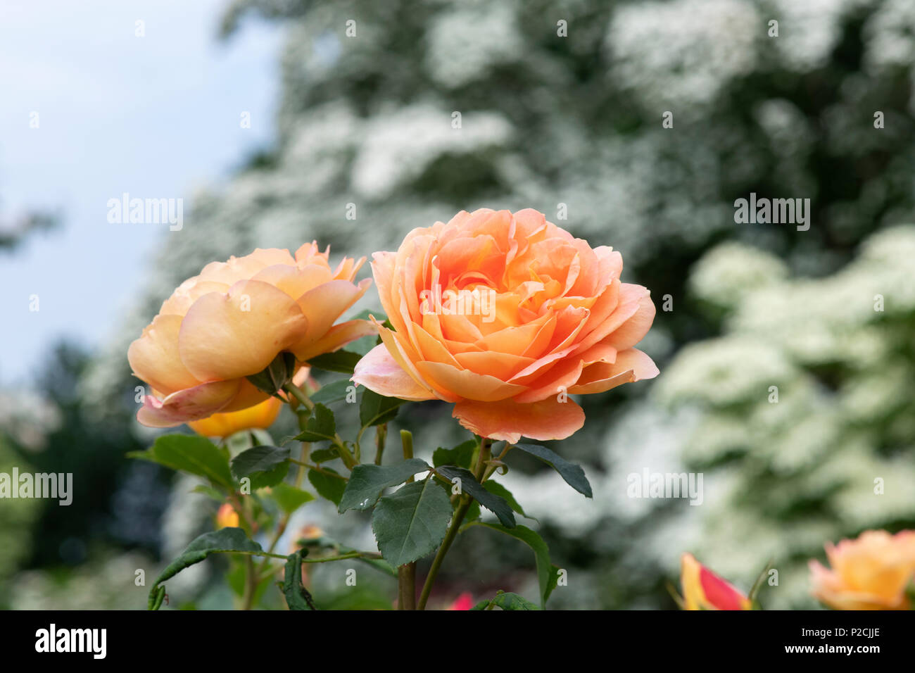 Rosa ‘Lady of Shalott’ / Ausnyson. English Shrub Rose Stock Photo