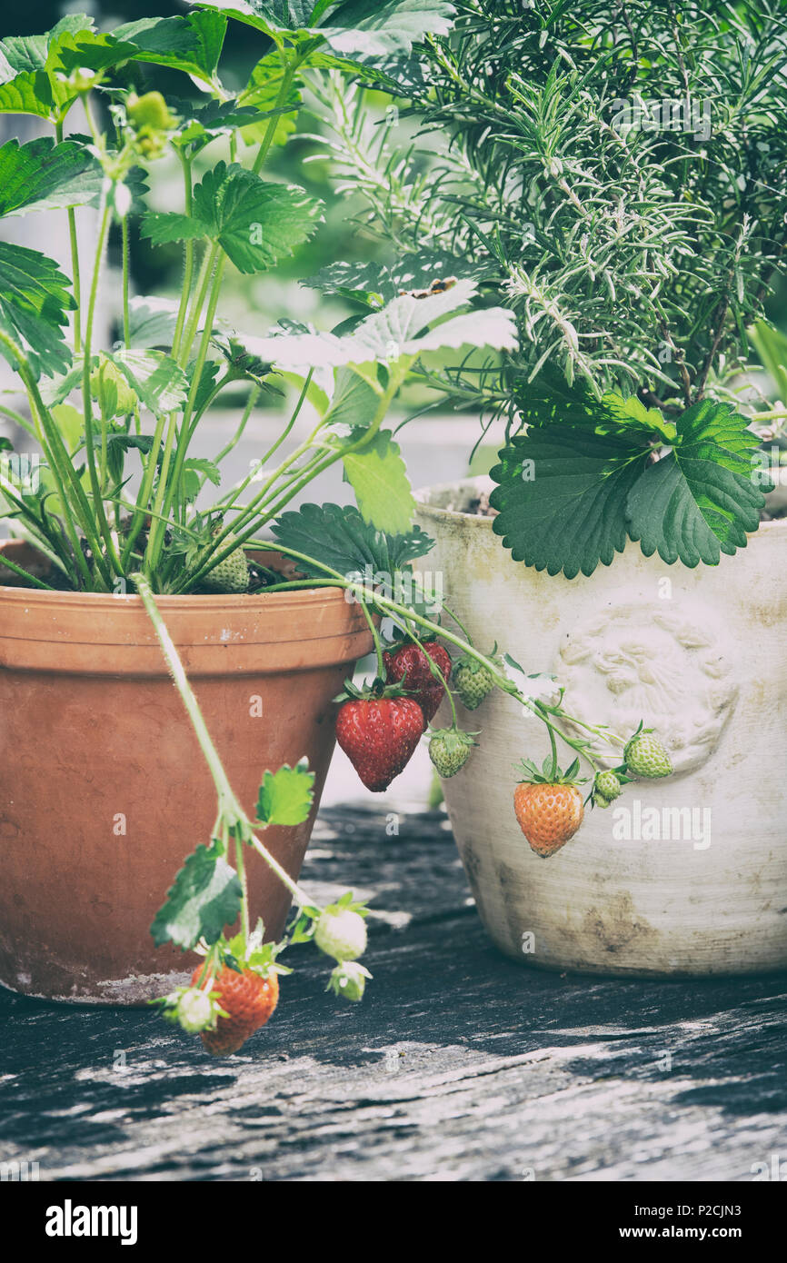 Fragaria x ananassa. Strawberry fruit in a terracotta plant pot on a wooden table. UK. Vintage filter applied Stock Photo