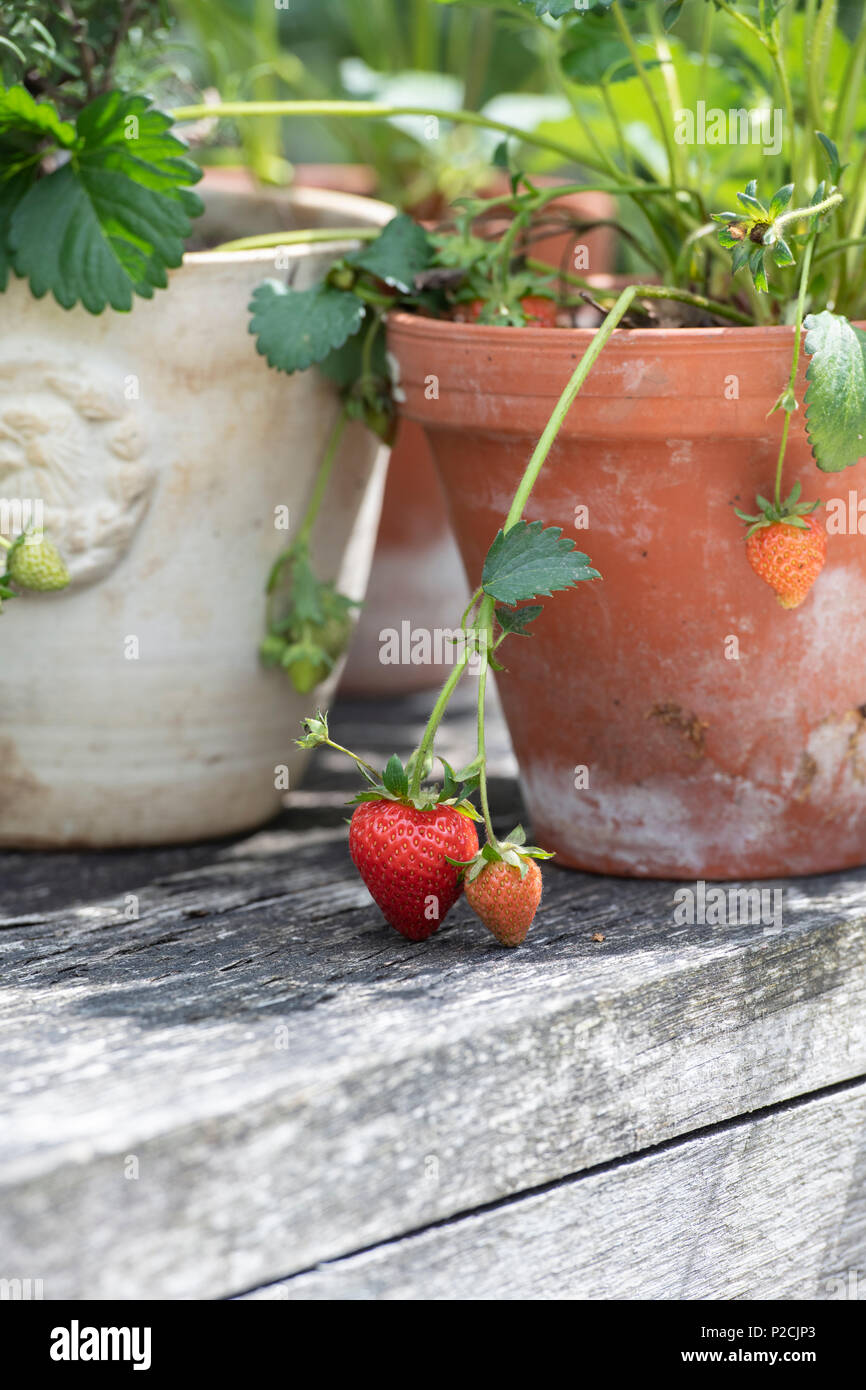 Fragaria x ananassa. Strawberry fruit in a terracotta plant pot on a wooden table. UK Stock Photo