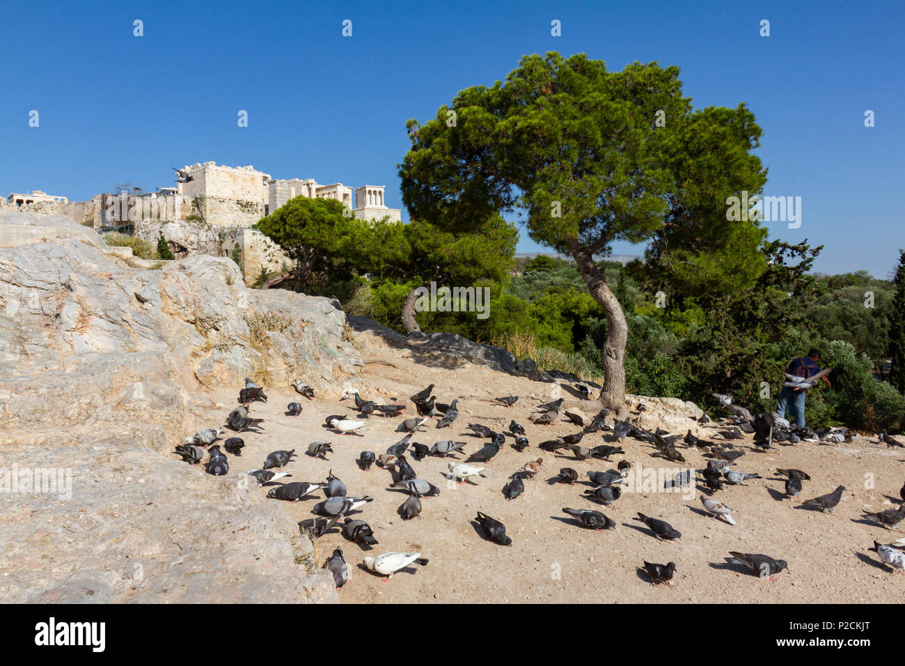 Pigeons sitting on a rock across the rock of the Acropolis of Athens in Greece Stock Photo
