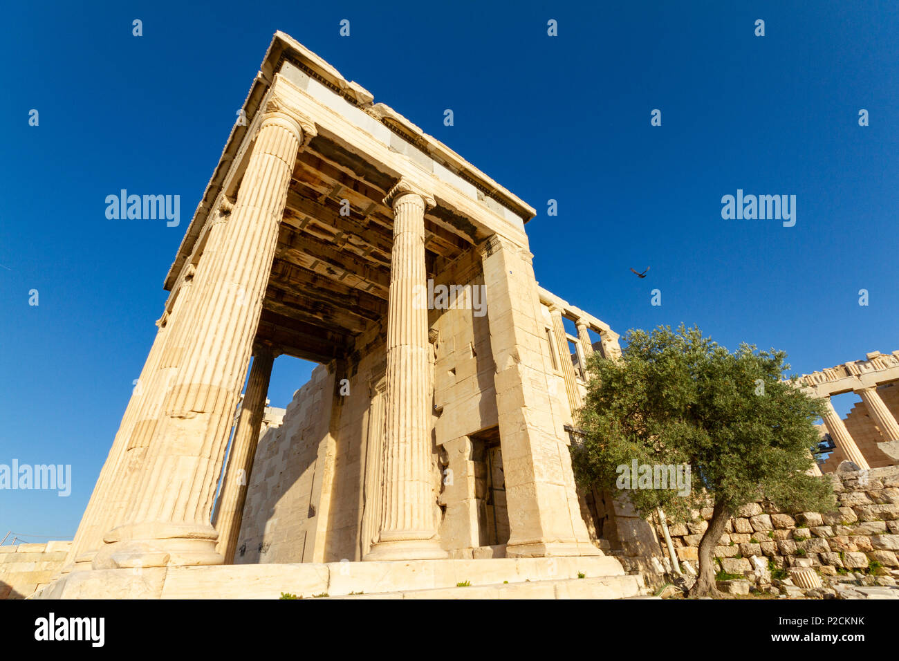 Columns of a temple  and olive tree on the Acropolis of Athens, Greece photographed from a low perspective Stock Photo