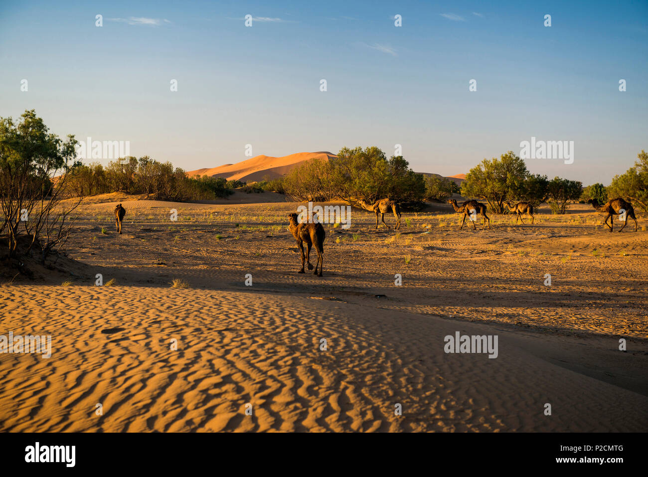 dromedaries and sand dunes, near Merzouga, Erg Chebbi, Sahara Desert, Morocco, Africa Stock Photo