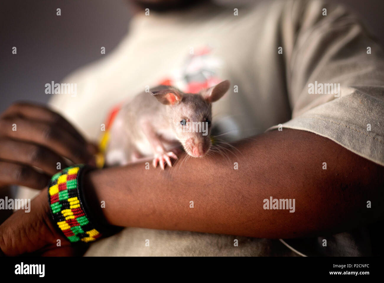 . English: Baby Rat getting used to people . 16 April 2014. APOPO 6 Baby Rats getting used to people Stock Photo