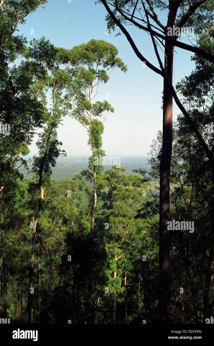 Muirs Lookout Olney State Forest Watagan Mountains Central