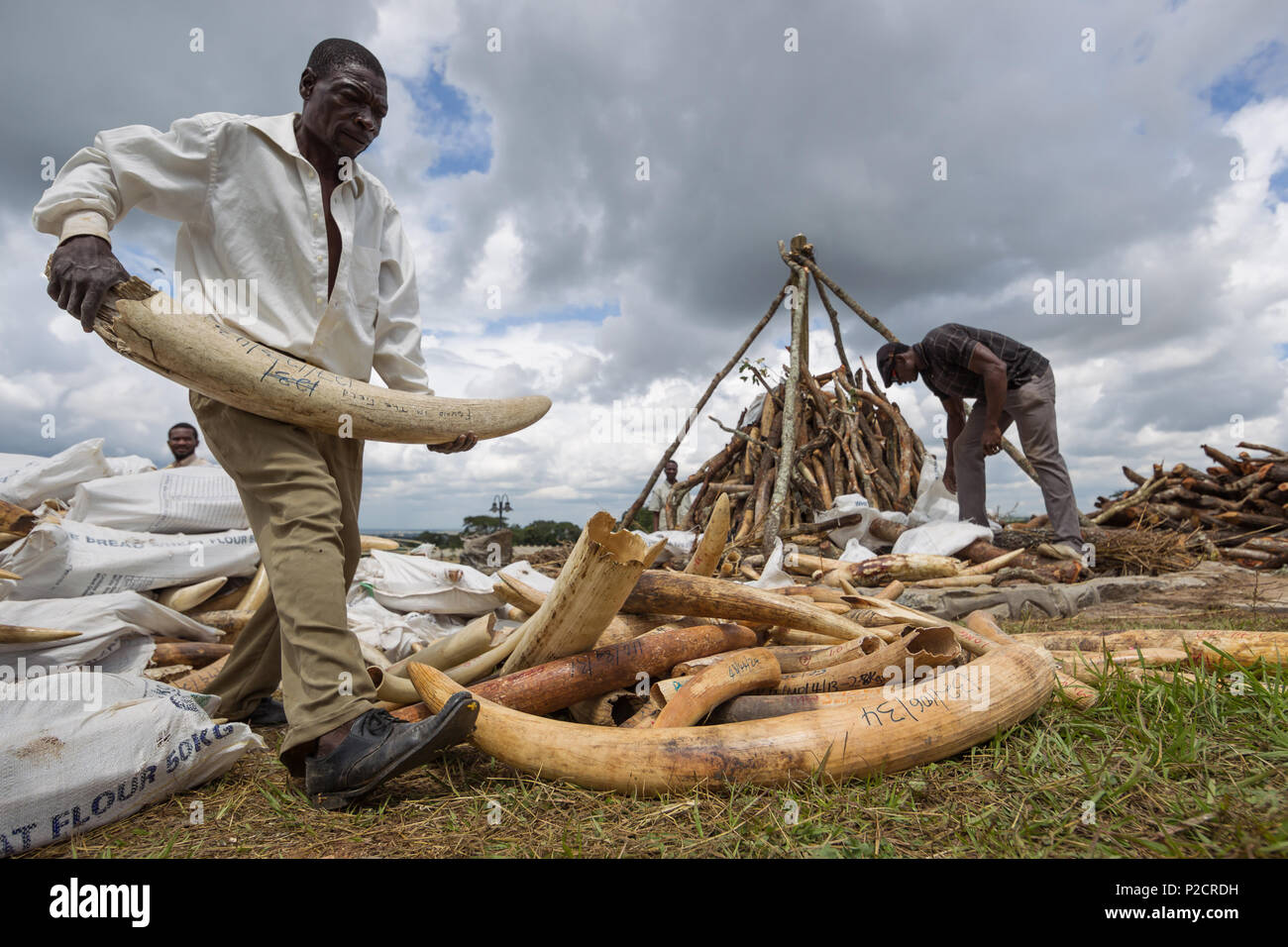 Workers and rangers stack and sort ivory for ivory burning ceremony scheduled at Lilongwe's Parliament grounds in Malawi at which no ivory was burned. Stock Photo