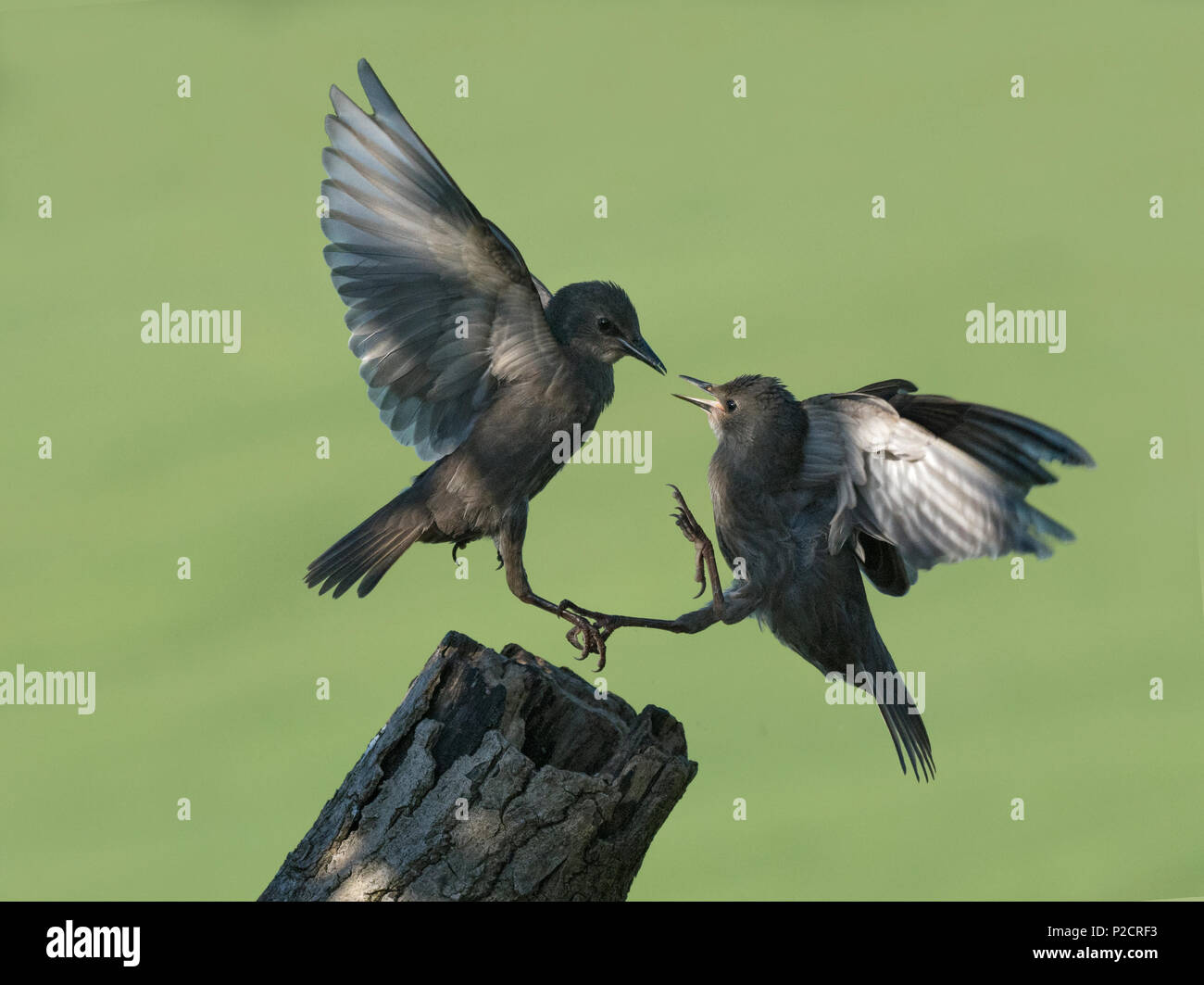 Pair of Young Starlings, Sturnus vulgaris, quarreling, Lancashire, UK Stock Photo