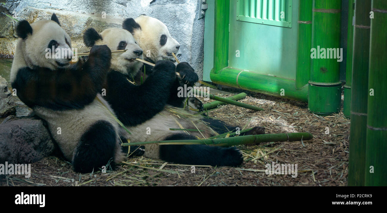 Giant Pandas Calgary Zoo Alberta Canada Stock Photo Alamy