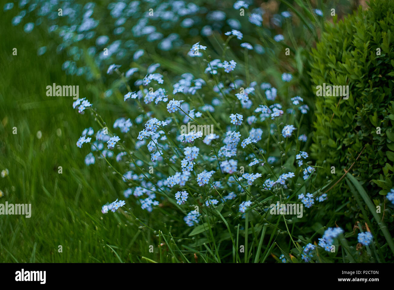 Blue Little Flowers Forget Me Not Close Up And Green Leaves Background Texture Meadow Wild Plant Forgetmenot Growing In Filed Or Forest Small Purple Delicate Brunnera Herb Bunches Summer Pattern Stock Photo Alamy Blue Little Flowers Forget Me Not Close Up And Green Leaves Background Texture Meadow Wild Plant Forgetmenot Growing In Filed Or Forest Small Purple Delicate Brunnera Herb Bunches Summer Pattern Stock Photo Alamy