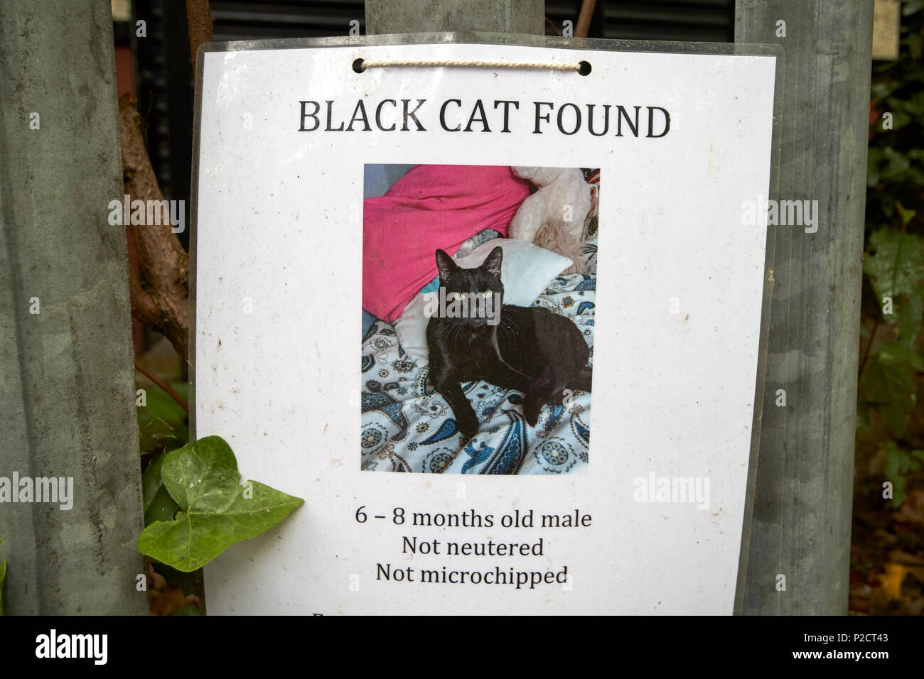 black cat found notice hung on railings in the uk Stock Photo