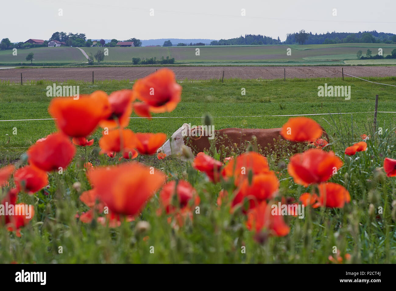 Cow on a farm with red poppy flowers. Poppy flowers and blue sky in the