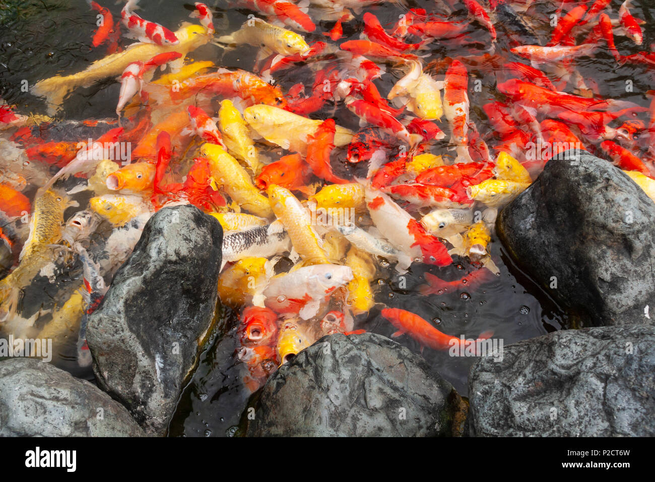 Fancy fish in a backyard pond