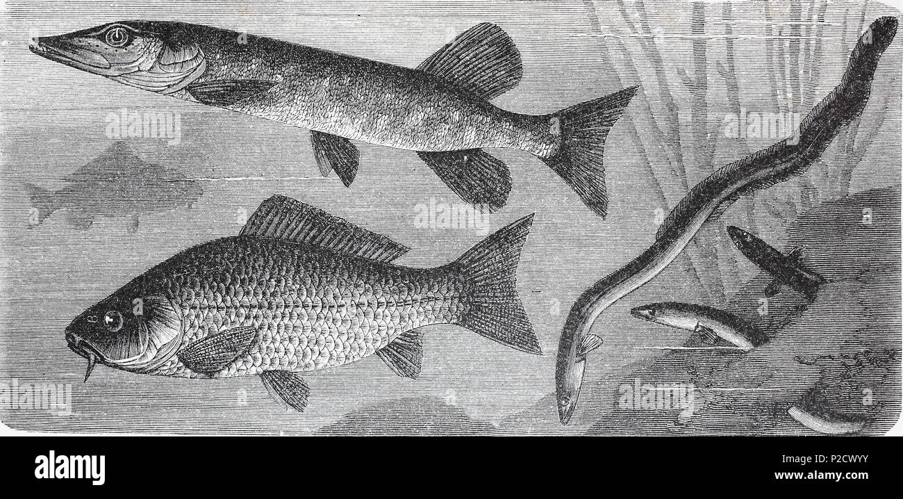 Northern Pike Esox Lucius Common Carp Or European Carp Cyprinus Carpio European Eel Anguilla Anguilla Fish Fishes Digital Improved Reproduction From An Original Print From The 19th Century 11 Stock Photo Alamy