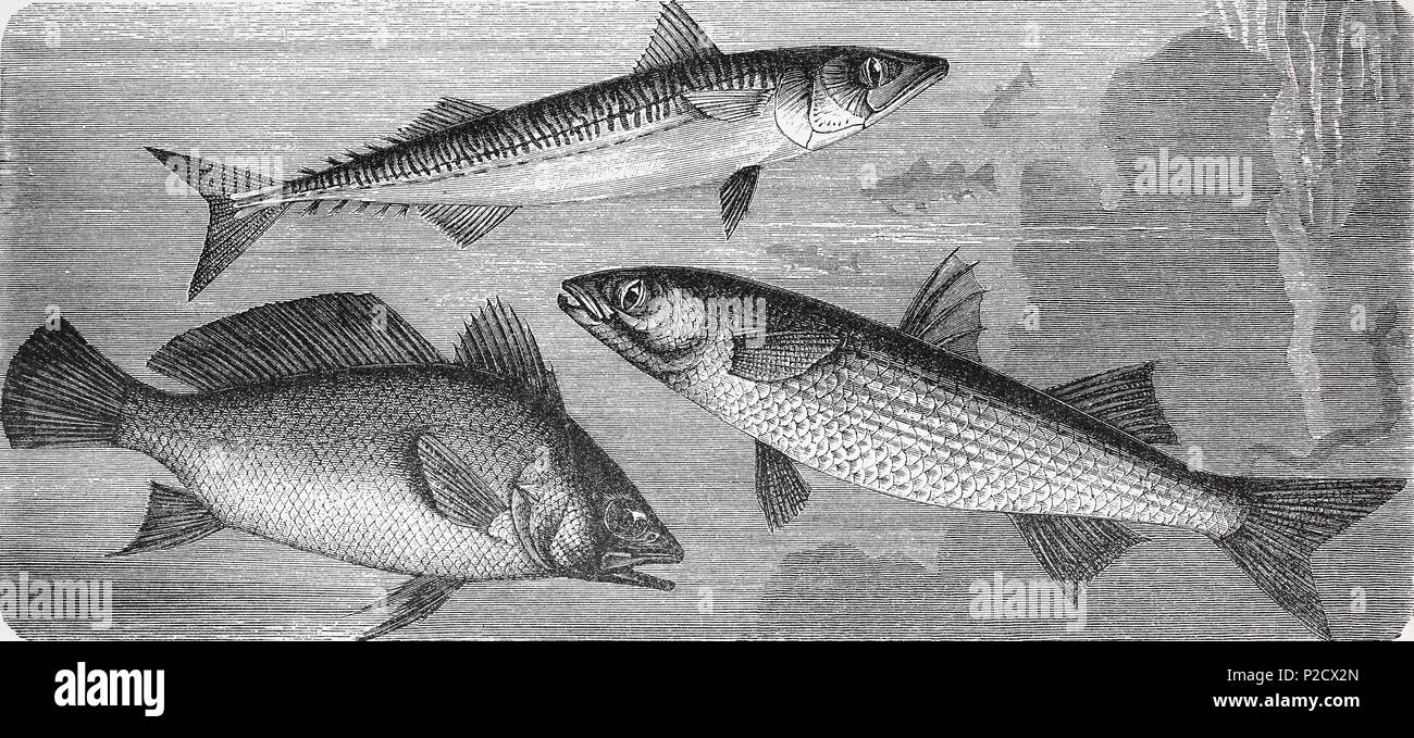 Atlantic mackerel, Scomber scombrus, flathead grey mullet, Mugil cephalus, Brown meagre or corb, Sciaena umbra, fish, fishes, digital improved reproduction from an original print from the 19th century, 1881 Stock Photo