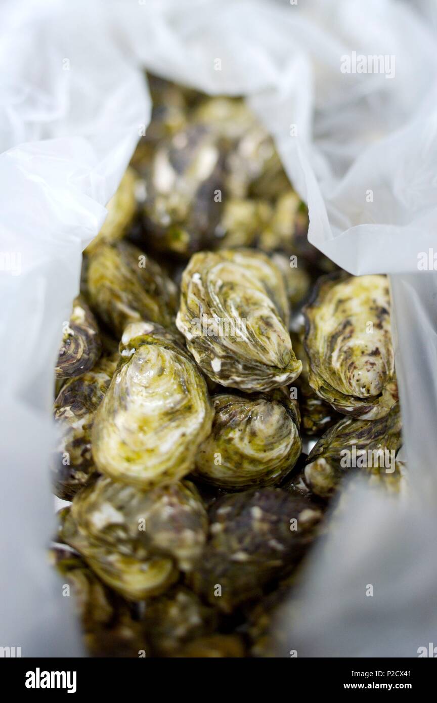 Australia, South Australia, Port Lincoln, Coffin bay, oyster culture