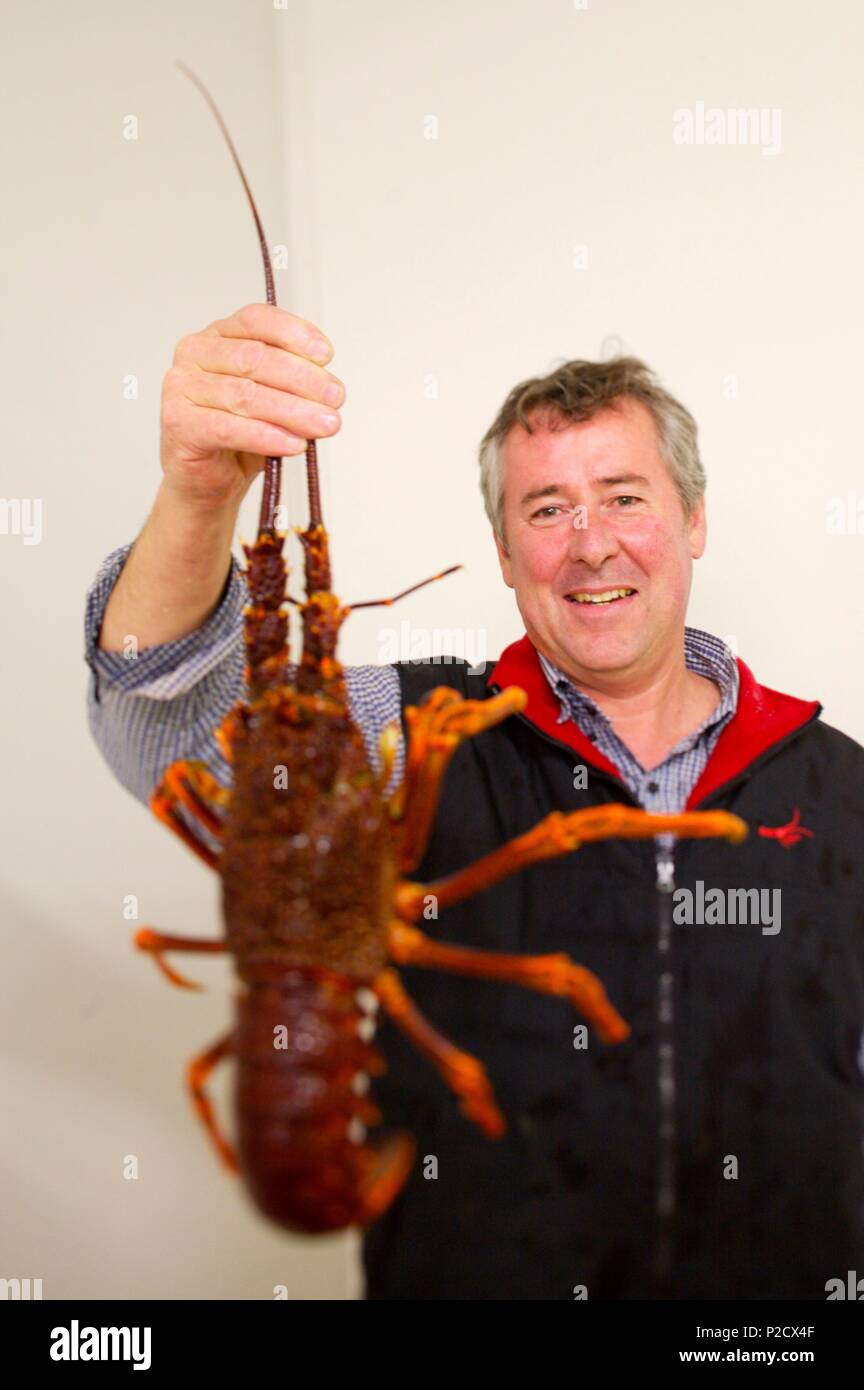 Australia, South Australia, Gulf of St. Vincent, Kangaroo Island, lobster seller at Fergusons kingscote Stock Photo