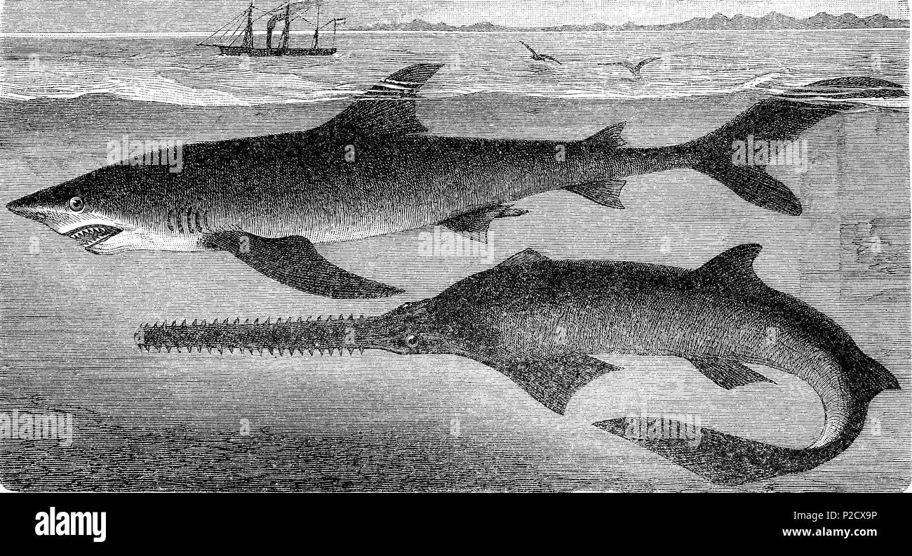 blue shark, Prionace glauca, largetooth sawfish, Pristis pristis, syn. P. microdon and P. perotteti, fish, digital improved reproduction from an original print from the 19th century, 1881 Stock Photo