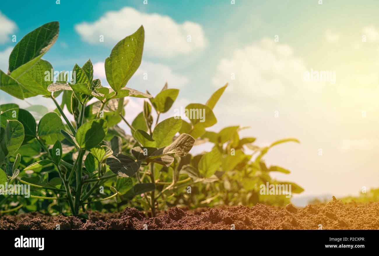 Soybean growing hi-res stock photography and images - Alamy