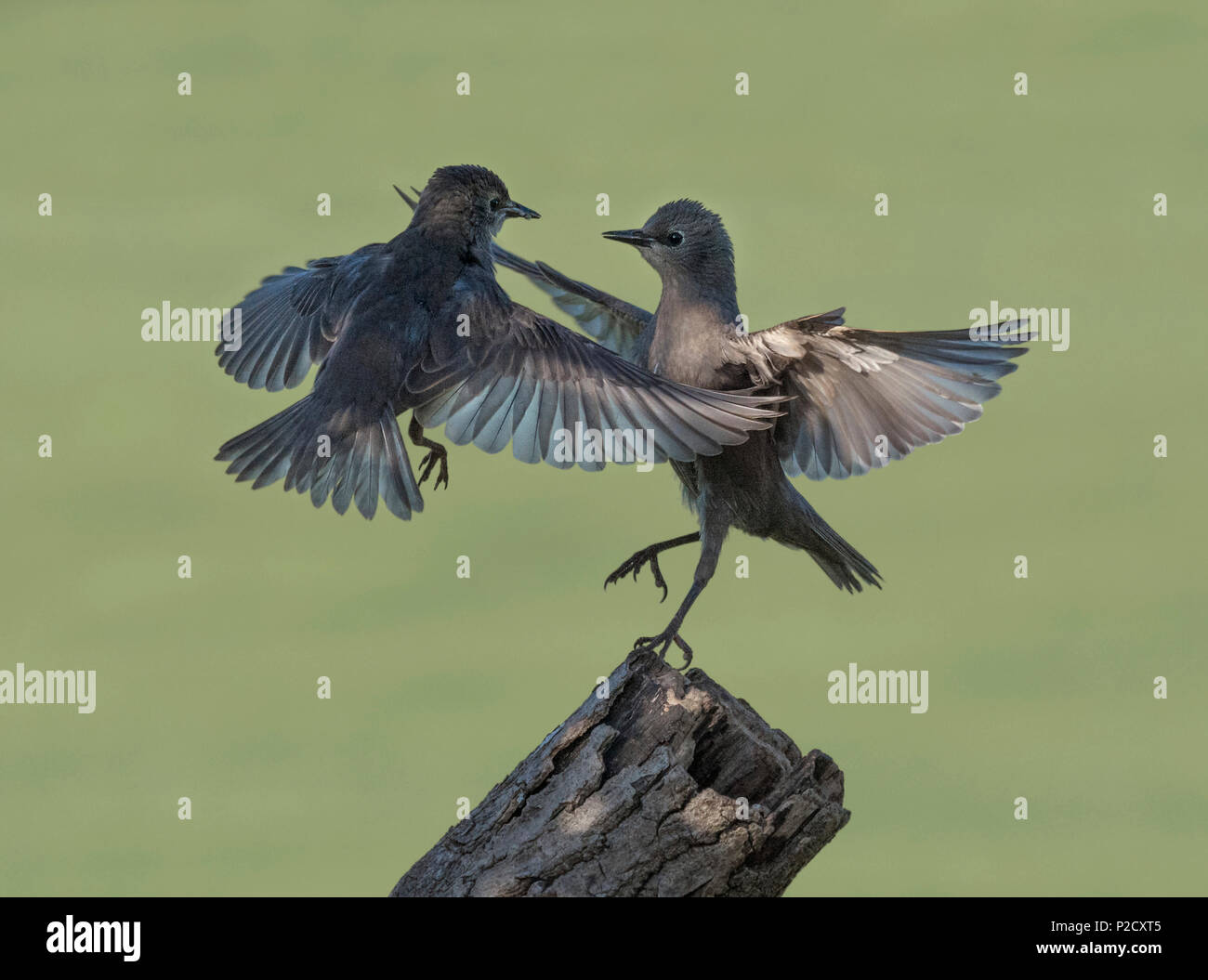 Pair of Young Starlings, Sturnus vulgaris, quarreling, Lancashire, UK Stock Photo