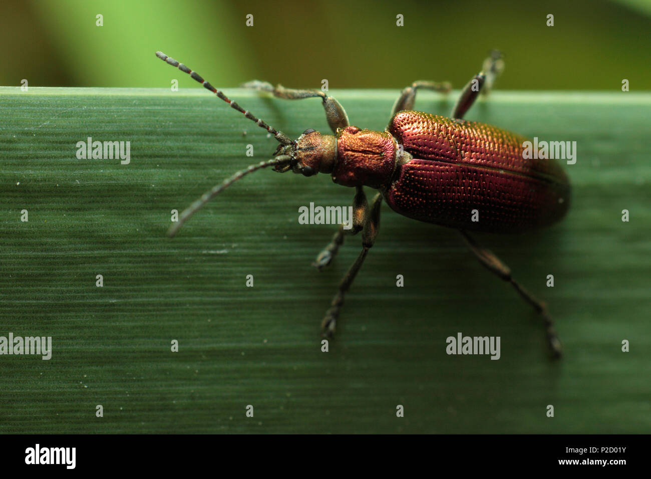 A reed beetle (Donacia marginata Stock Photo - Alamy