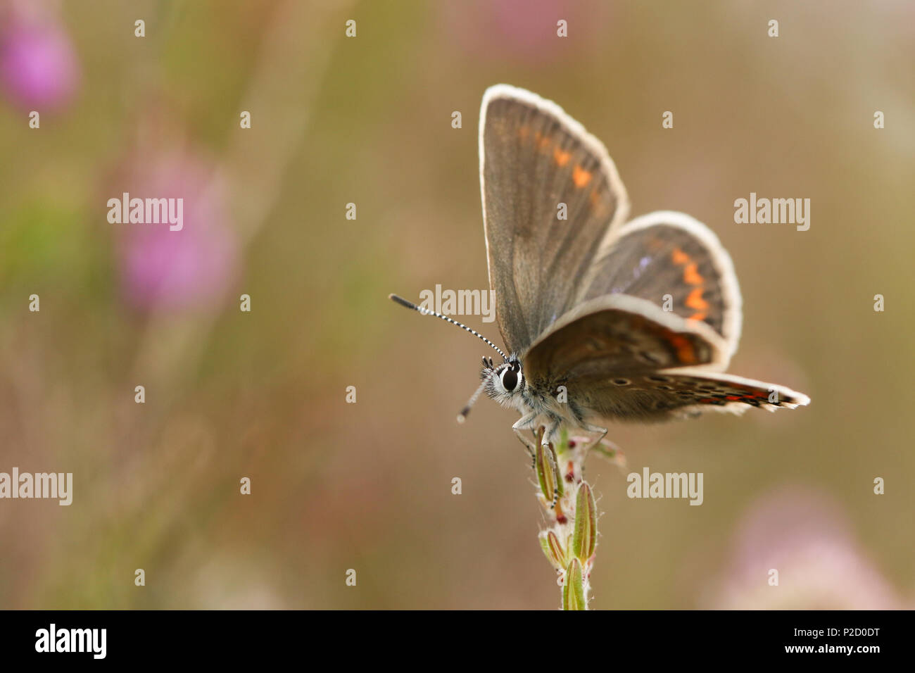 A pretty female Silver-studded Blue Butterfly (Plebejus argus) perching on a plant. Stock Photo