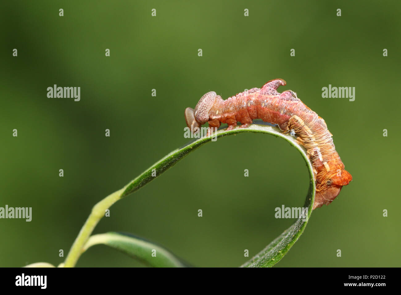 A stunning Pebble Prominent Caterpillar (Notodonta ziczac) perching on a willow leaf shedding its skin. Stock Photo