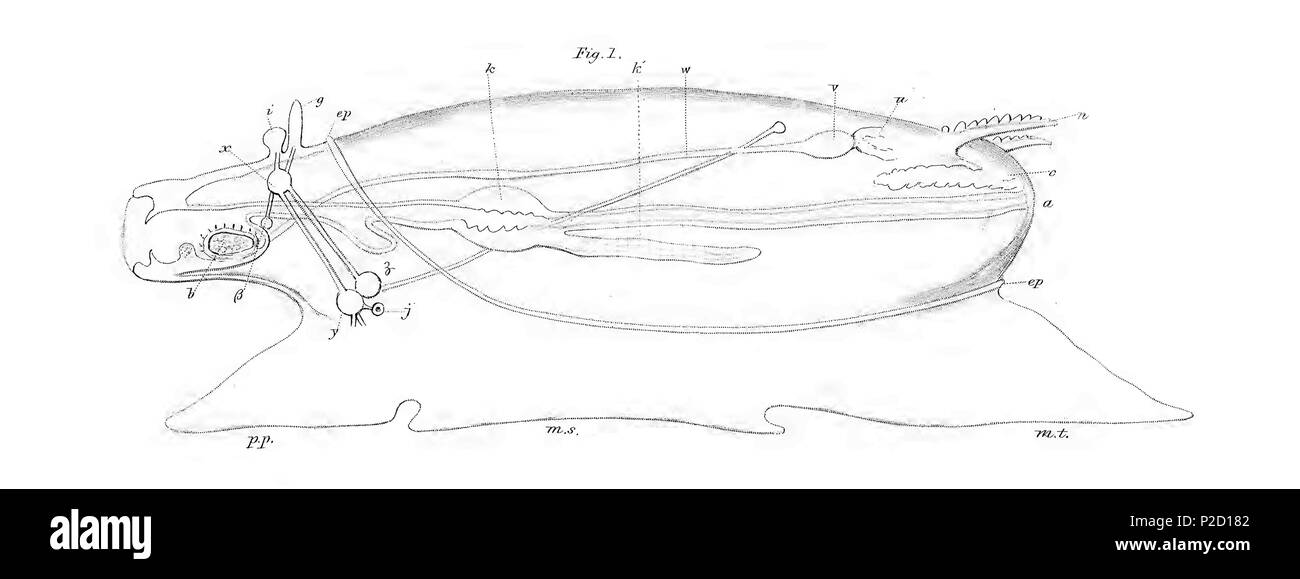 . English: The earliest visual depiction of a 'hypothetical ancestral mollusc' or 'HAM'. a. Anus. o. Ovary (not shown in illustration). b. Buccal mass. c. Contractile sac (nephridium). pp. Propodium. ep. Epipodium. g. Tentacles. u. Auricle. i. Eye or optic nerve. j. Auditory vesicle or nerve. k. Stomach. k'. Pyloric cecum. n. Branchire (ctenidium). mt. Metapodium. ms. Mesopodium. v. Ventricle. w. Aorta. x. Cerebral ganglia. y. Pedal ganglia. z. Parieto-splanchnic ganglia. ?. Buccal ganglia.  . 1853. T. Huxley 25 Hypothetical Ancestral Mollusc by Huxley Stock Photo