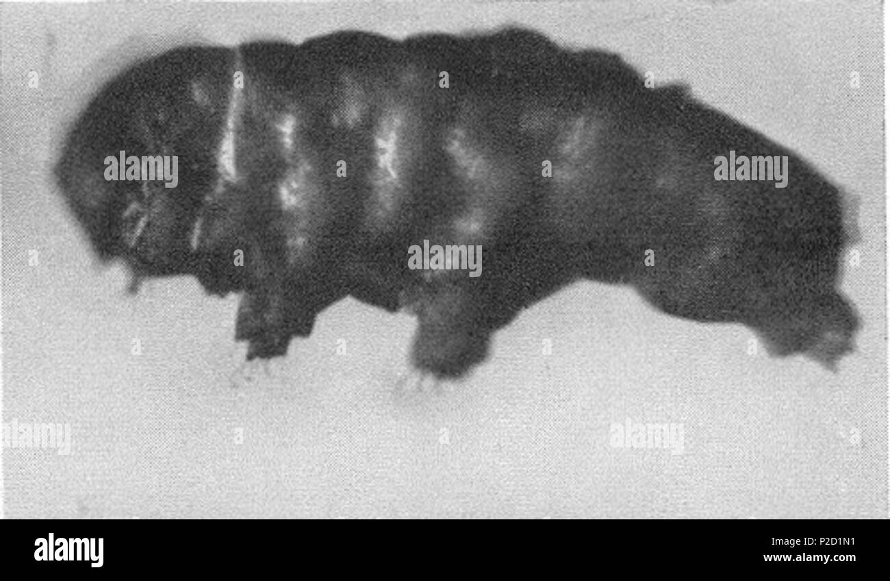 . English: Beorn leggi, a fossil tardigrade from Cretaceous amber . June 1964. Kenneth W. Cooper 7 Beorn leggi Stock Photo