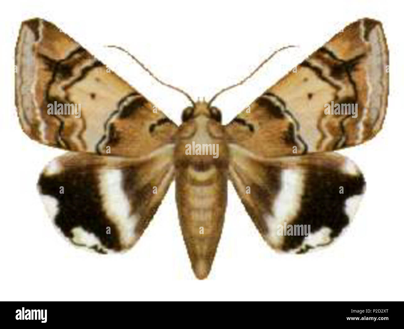 . Achaea janata (caster oil looper) Phylum ARTHROPODA Class HEXAPODA Order Lepidoptera Family Noctuidae . before 11 November, 2004. Unknown 2 Achaea janata (ento-csiro-au) Stock Photo