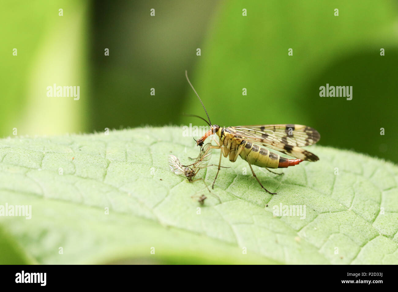 A pretty female Scorpion Fly (Panorpa communis) perching on a leaf eating a fly. Stock Photo