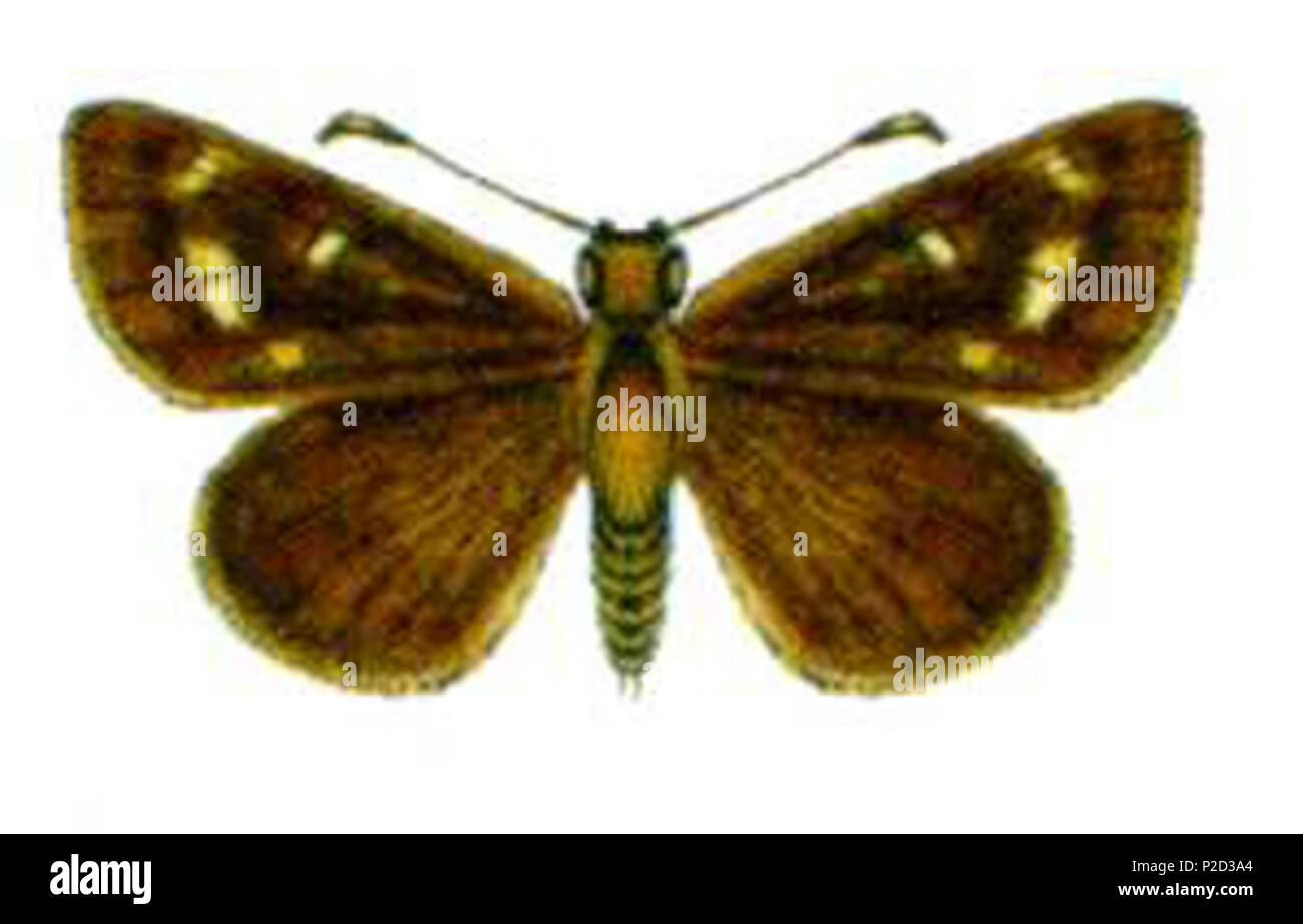 . Anisynta cynone Phylum ARTHROPODA Class HEXAPODA Order Lepidoptera Family Hesperiidae . before 11 November, 2004. Unknown 4 Anisynta cynone (ento-csiro-au) Stock Photo
