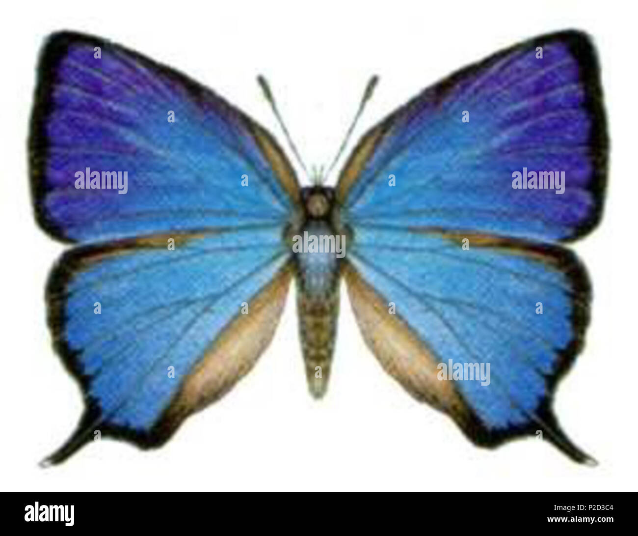 . Arhopala micale amphis . Commonwealth Scientific and Industrial Research Organisation (CSIRO