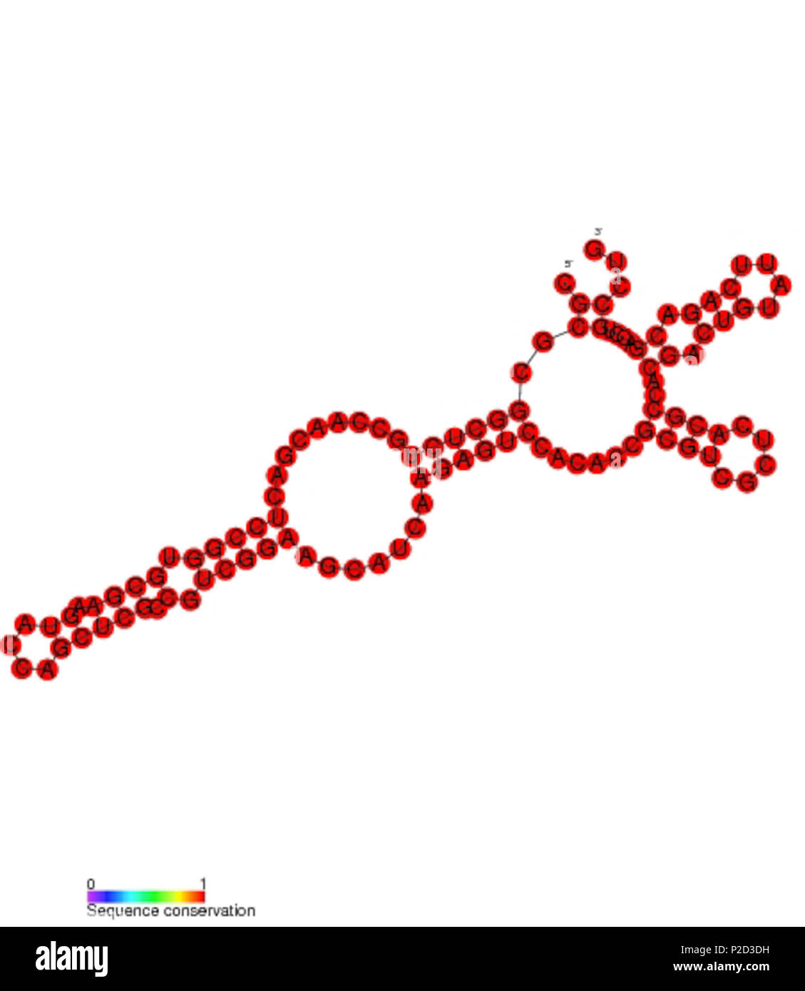 . Secondary structure and sequence conservation image for AS1890 non coding RNA (RF01780). Nucleotide colouring indicates sequence conservation between the members of this family. May 2011. Rfam database 5 AS1890 secondary structure Stock Photo