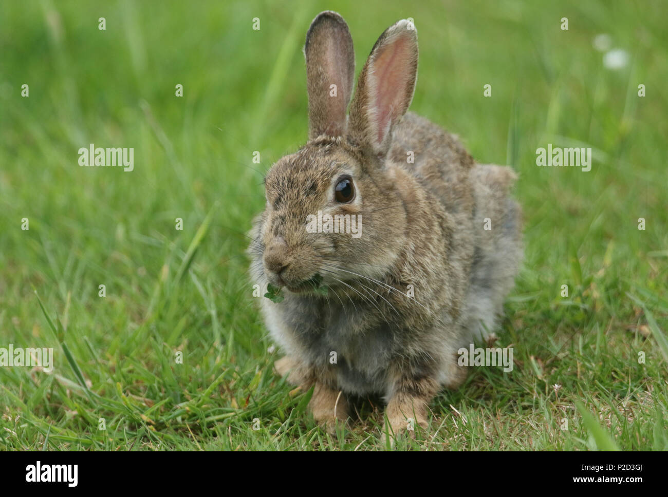 A cute Wild Rabbit (disambiguation) feeding in a meadow. Stock Photo