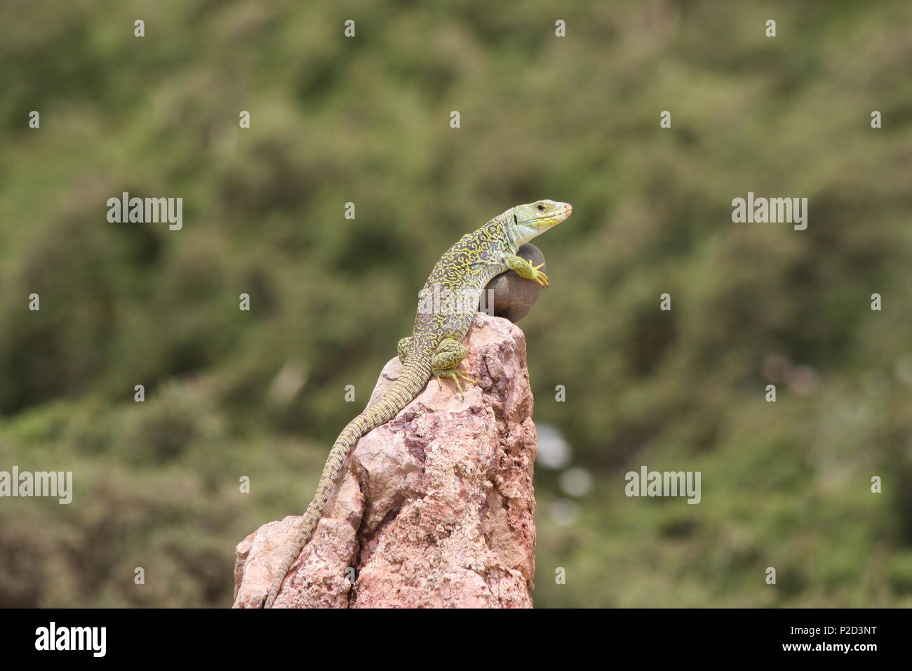 Ocellated Lizard (Timon lepidus) a.k.a eyed lizard. South West Portugal. Stock Photo