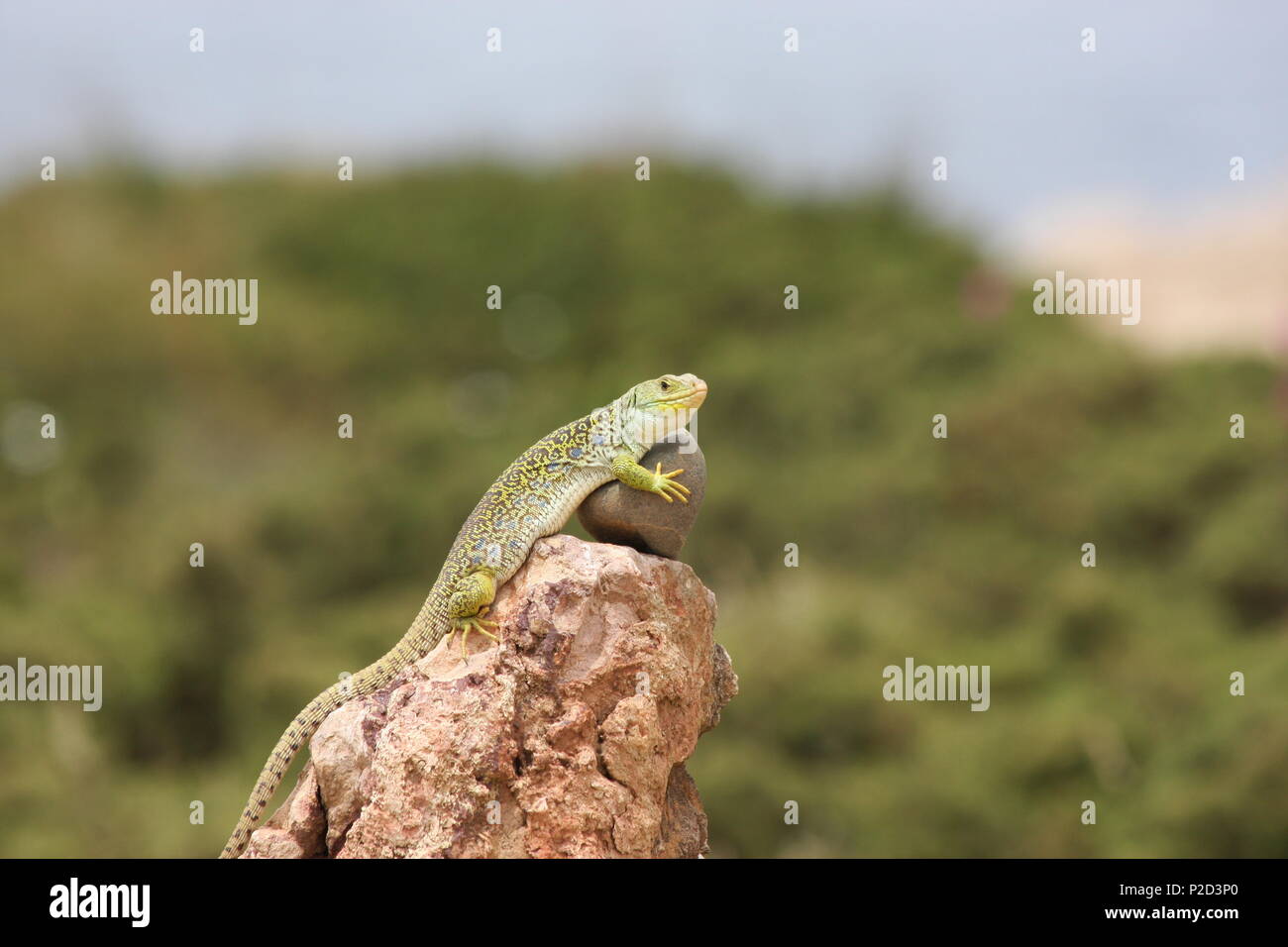 Ocellated Lizard (Timon lepidus) a.k.a eyed lizard. South West Portugal. Stock Photo