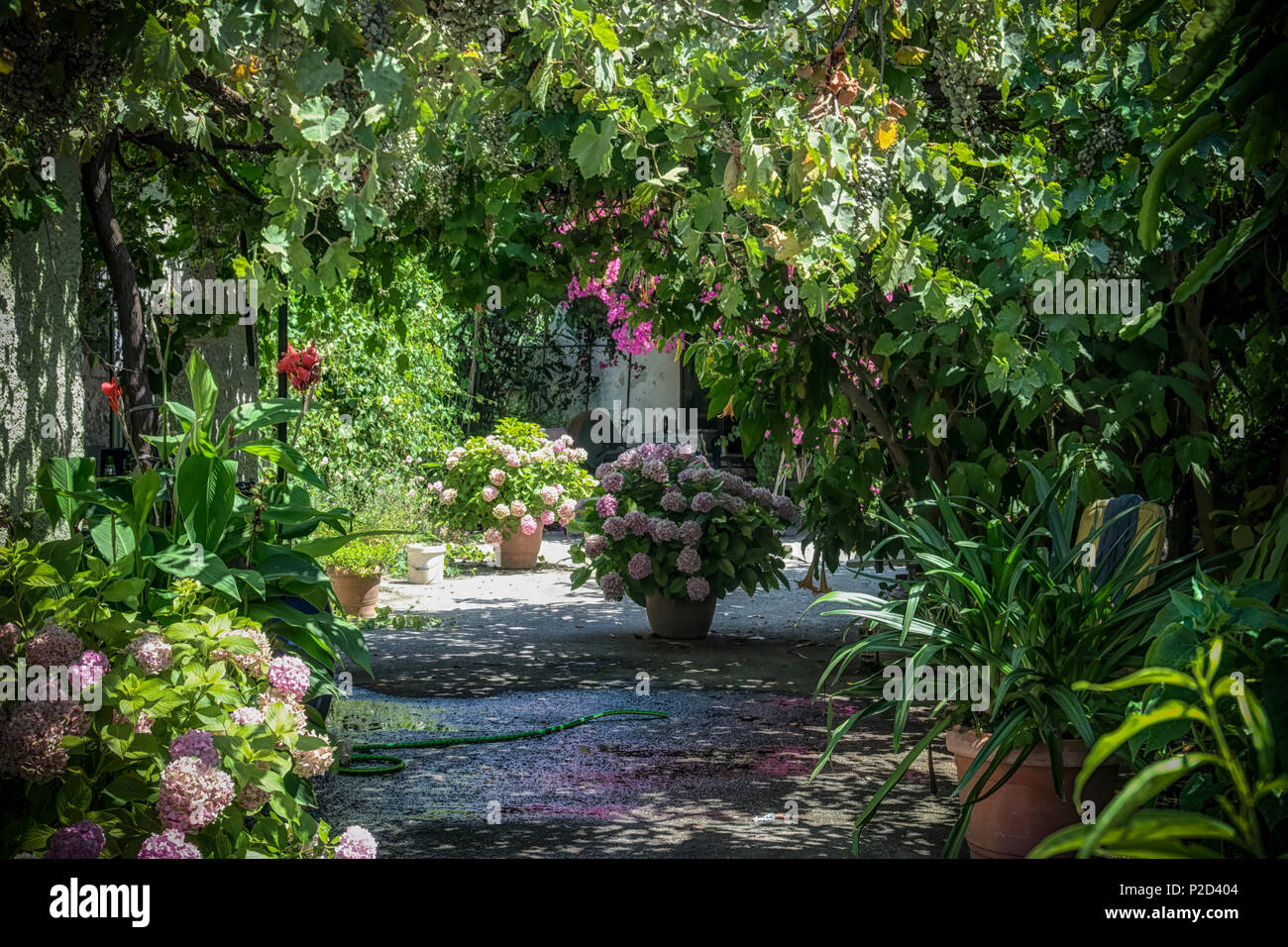 A little Greek garden in summer Stock Photo Alamy