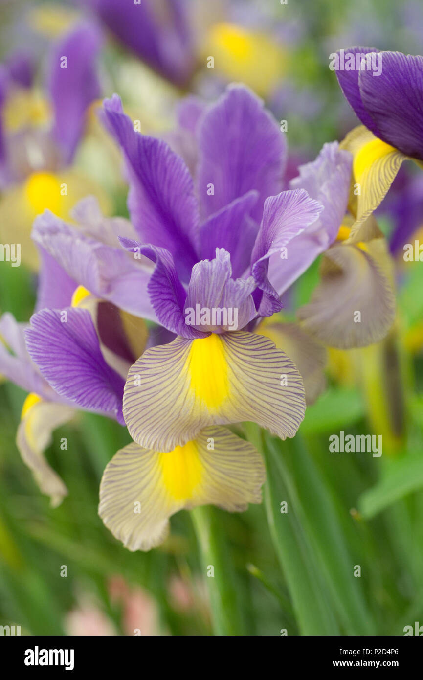 Iris x hollandica 'Gypsy Beauty' flowers. Stock Photo