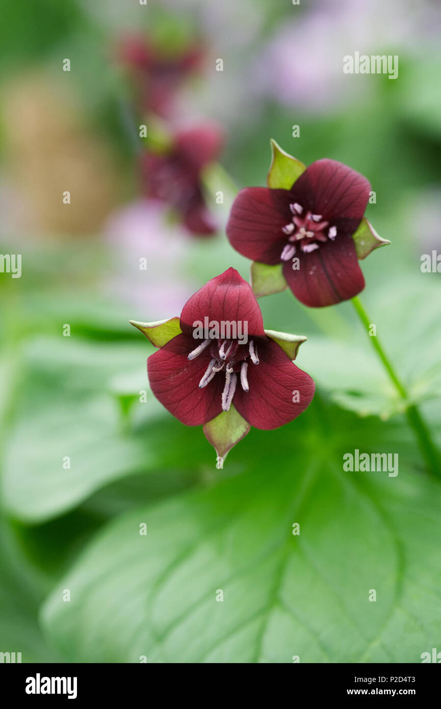 Trillium sulcatum flowers. Stock Photo