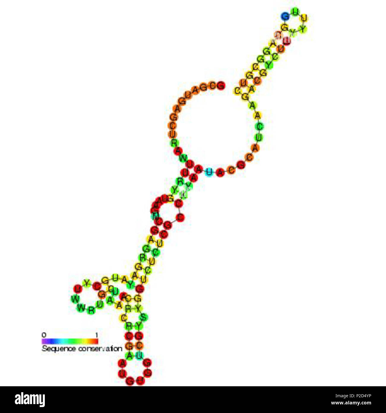 . Secondary structure image for BsrF non coding RNA (RF01411 ...