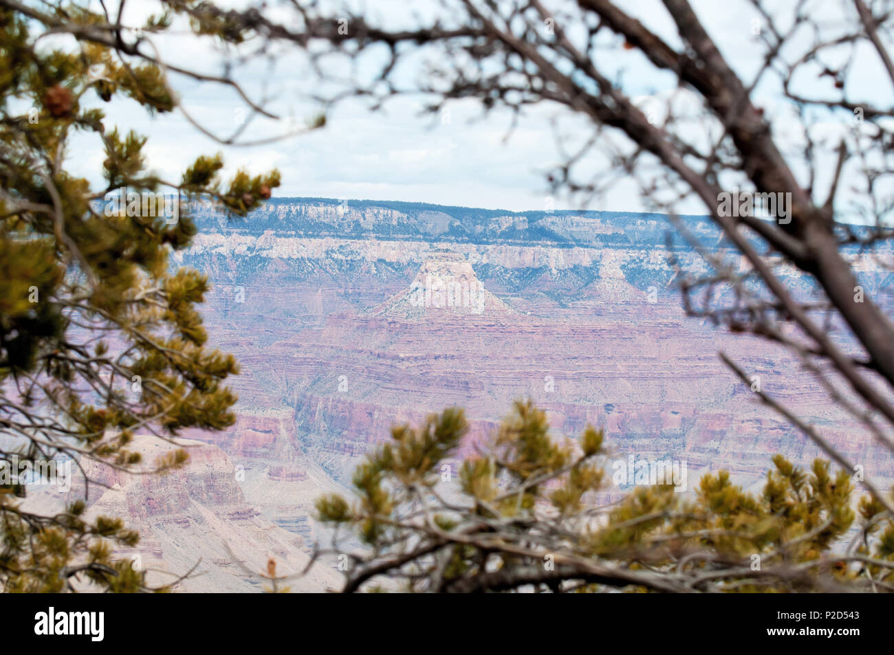 Looking at the grand canyon through trees and shrubbery. Stock Photo