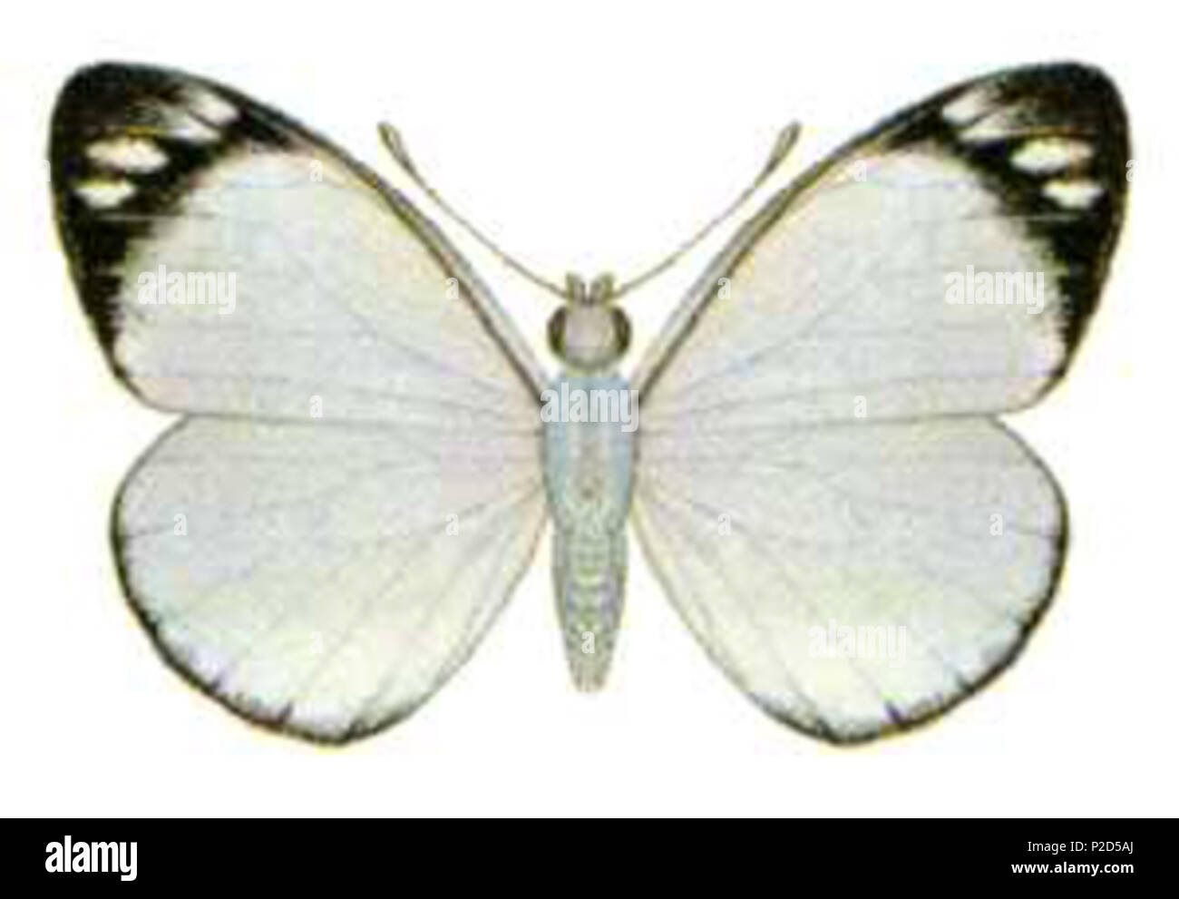 15 Delias nigrina (entocsiroau Stock Photo Alamy