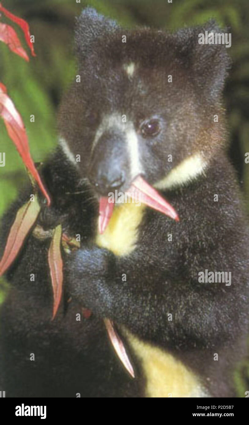 . English A photograph of an dingiso from the late 1900s. 21 October