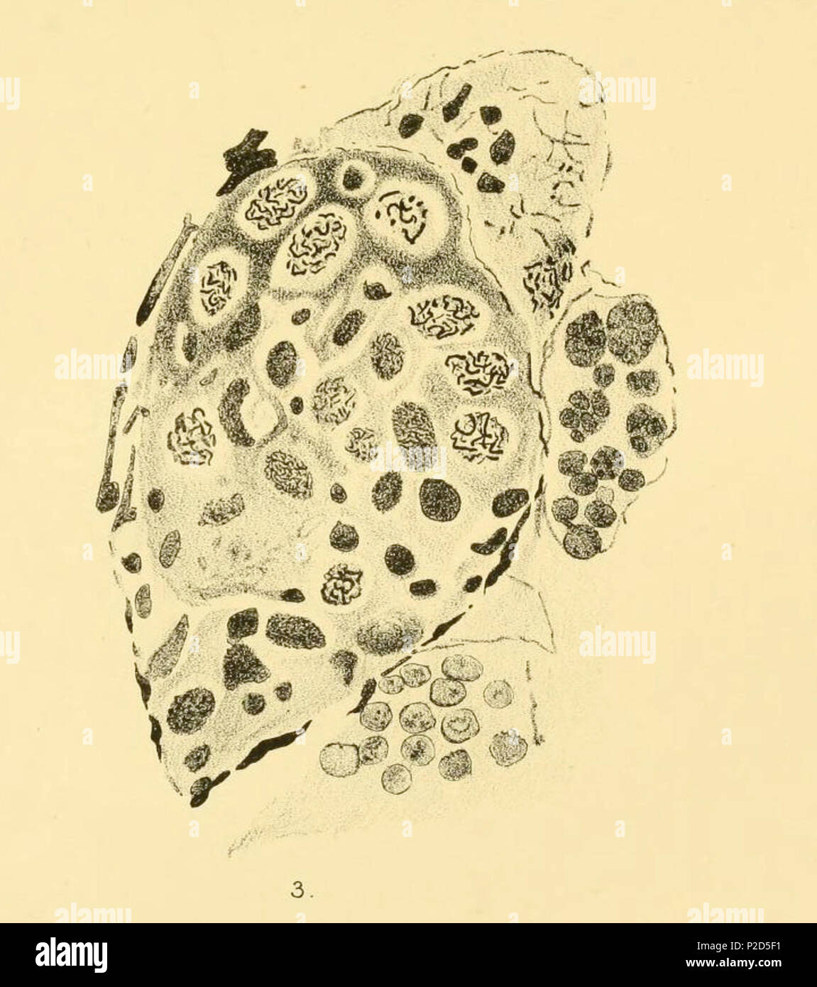 . English: Ovary of Dugesia aborensis, x620. 28 November 2012, 17:27:53. Whitehouse RH 17 Dugesia aborensis ovary Stock Photo